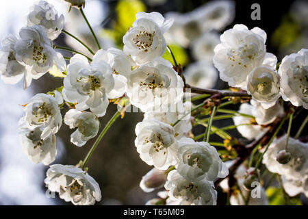 Foto di ciliegio selvatico (Prunus avium 'Plena") Foto Stock