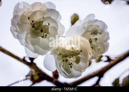 Foto di ciliegio selvatico (Prunus avium 'Plena") Foto Stock