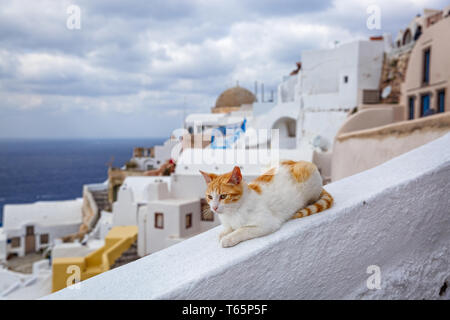 Rosso gatto seduto sullo sfondo del mare e l'architettura di Santorini, Grecia. Foto Stock