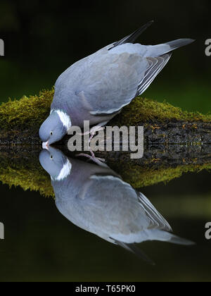 Culver, cushat [Columba palumbus], colombaccio Foto Stock