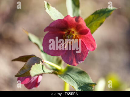 Macro closeup dei Deep Purple fiore e bud con foglie di Helleborus niger in giardino Foto Stock