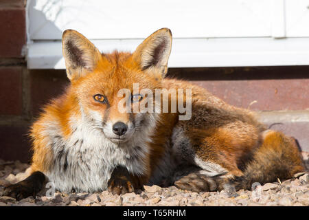 Primo piano della volpe rossa urbana (Vulpes vulpes) isolata all'aperto nel giardino britannico vicino alla porta posteriore, prendere il sole in inverno. Fissando animali volpe. Foto Stock