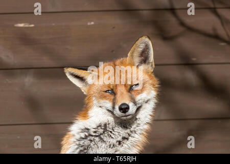 Primo piano della volpe rossa del Regno Unito, la sua faccia che grinning. Vulpes, isolati in giardino soleggiato in posa per ritratto da capannone di legno. Foto Stock