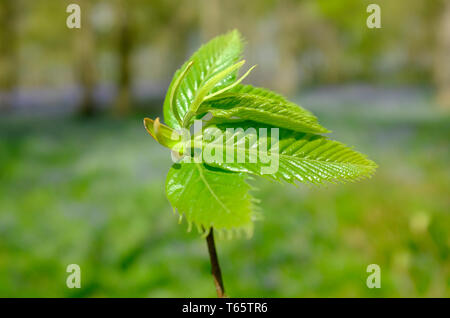 Molla Verde foglie di olmo di dispiegamento, Norfolk, Inghilterra Foto Stock