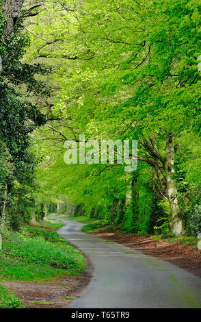 Molla verde foglie su alberi di Olmo in ambiente di campagna, stody, North Norfolk, Inghilterra Foto Stock