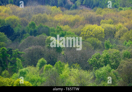 Misti a latifoglie in primavera, Sheringham Park, North Norfolk, Inghilterra Foto Stock