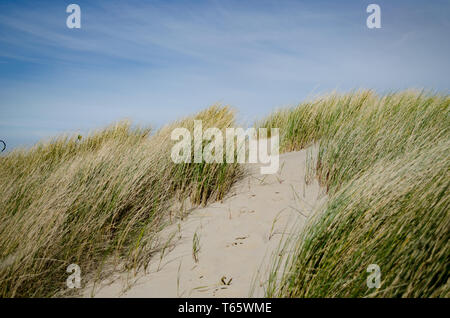 Dune in Paesi Bassi Foto Stock