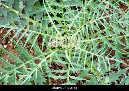 Il cardo vegetale con foglie Foto Stock