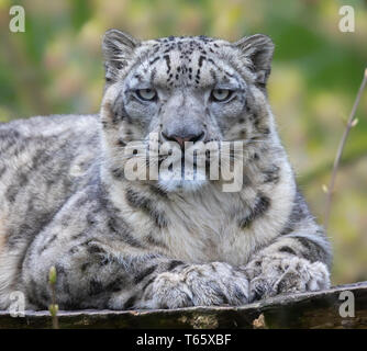 Frontale di close-up di Snow Leopard Foto Stock
