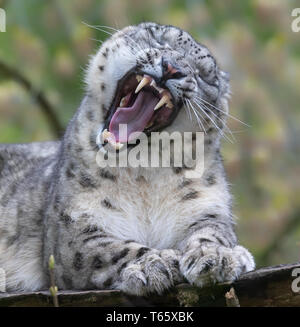 Close-up di un fragore di Snow Leopard Foto Stock