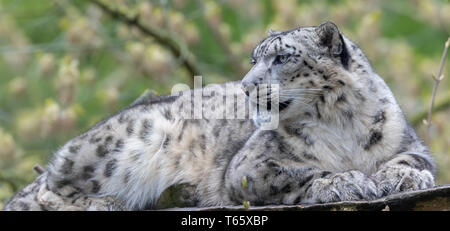 Close-up di Snow Leopard Foto Stock