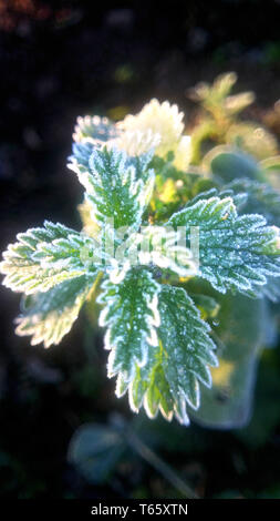 Foglie congelate di Marrubium vulgare pianta Foto Stock