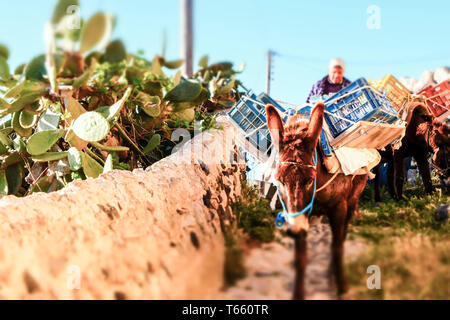 Asini e street view. Foto Stock