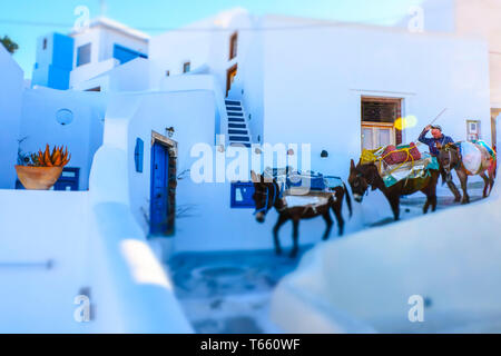 Asini e street view. Foto Stock