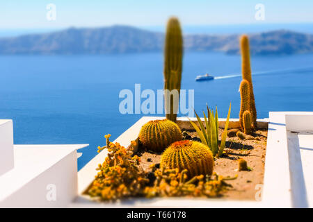 Cactus in una terrazza. Foto Stock