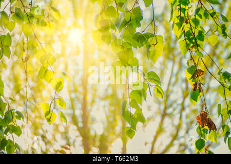 Sun in th rami di betulla con tenera foglie verdi su di esso Foto Stock