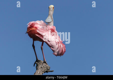 Roseate Spoonbill, Platalea ajaja, adulti preening Florida Aprile Foto Stock