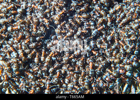 Grande gruppo di formica polyctena formica formica forms. La formica polyctena è una specie di formica di legno rosso europeo. Focalizzato al centro Foto Stock