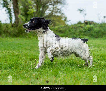 English Springer spaniel cane Foto Stock