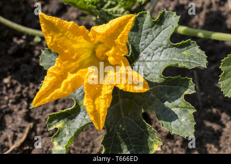 Close up di un fiore giallo da zucca Foto Stock