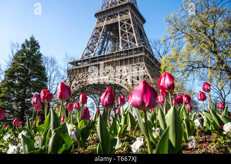 Frühling mit Tulpen vor dem Eiffelturm a Parigi, Frankreich | primavera con i tulipani presso la Torre Eiffel, Parigi, Francia Foto Stock