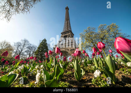 Frühling mit Tulpen vor dem Eiffelturm a Parigi, Frankreich | primavera con i tulipani presso la Torre Eiffel, Parigi, Francia Foto Stock