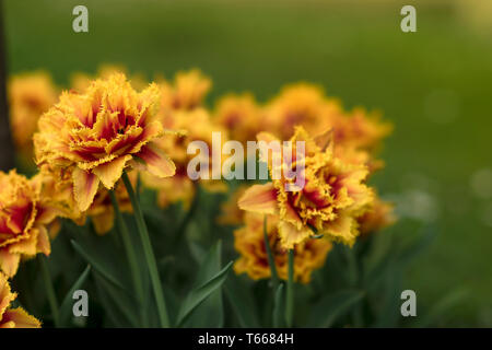 Orlata di rosso tulipano giallo Lambada fiorisce nel giardino. Molla di sfondo floreale con tulip fiori. Vacanze stagionali e di design. Sfondo di primavera w Foto Stock