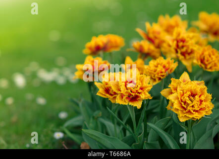 Orlata di rosso tulipano giallo Lambada fiorisce nel giardino. Molla di sfondo floreale con tulip fiori. Vacanze stagionali e di design. Sfondo di primavera w Foto Stock