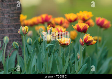 Orlata di rosso tulipano giallo Lambada fiorisce nel giardino. Molla di sfondo floreale con tulip fiori. Vacanze stagionali e di design. Sfondo di primavera w Foto Stock