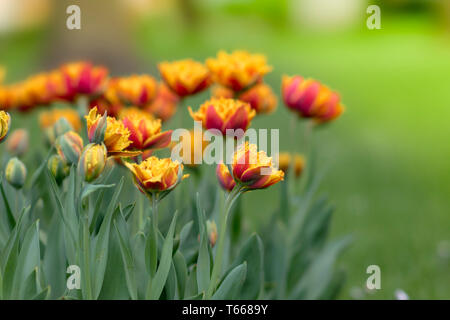 Orlata di rosso tulipano giallo Lambada fiorisce nel giardino. Molla di sfondo floreale con tulip fiori. Vacanze stagionali e di design. Sfondo di primavera w Foto Stock