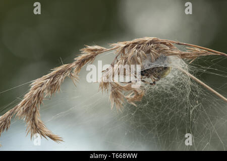 Quattro spot orb-weaver (Aran, Brandeburgo, Germania Foto Stock