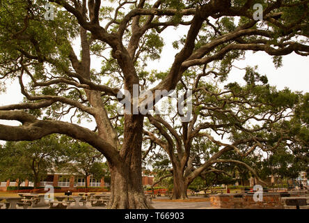 Massive LIve Oaks nel Parco Foto Stock