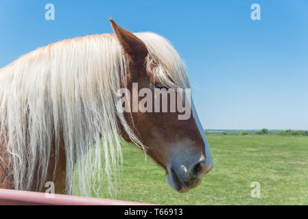 Cavallo belga presso American farm ranch close-up Foto Stock
