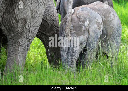 Elefante africano (Loxodonta africana) baby, passeggiate con la madre di coda e sulla savana, Amboseli National Park in Kenya. Foto Stock