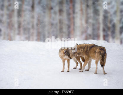 Due bellissimi lupi nel freddo inverno il paesaggio. Wolf. Ritratto di un lupo . Lupi a piedi nella neve invernale. Foto Stock