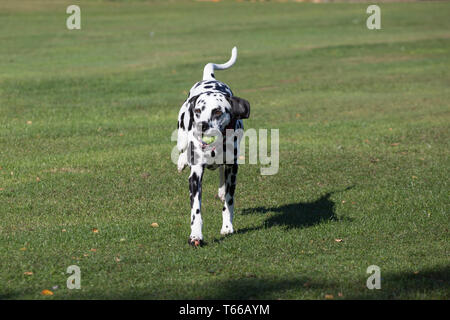 Cani dalmata, in bianco e nero Dalmata Cani giocando fuori al sole su una bella giornata Foto Stock