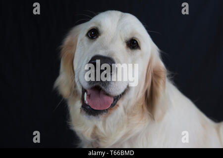 Il Golden Retriever Cane su sfondo nero, ritratti di golden retriever Foto Stock