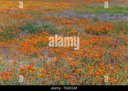 Campo di fioritura di papaveri della California (Eschscholzia californica) e altri fiori selvatici a Antelope Valley Riserva di papavero, CALIFORNIA, STATI UNITI D'AMERICA, in primavera Foto Stock