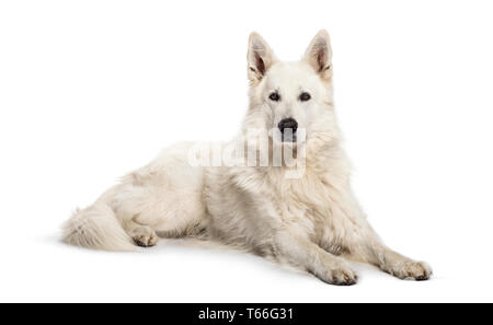 Berger Blanc Suisse disteso di fronte a uno sfondo bianco Foto Stock