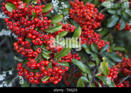 Firethorn o pyracantha, genere Pyracantha Foto Stock