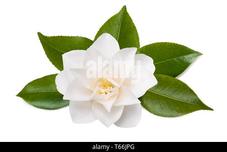 Camelia fiore con foglie isolato su bianco Foto Stock