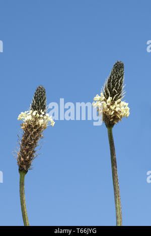 Ribwort, planzago lanceolata, Germania Foto Stock