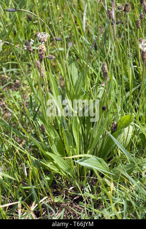 Ribwort, planzago lanceolata, Germania Foto Stock