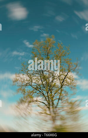 Albero in berat, Albania Foto Stock