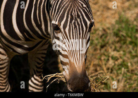 Zebra pascolo a Taronga Western Plains Zoo, Dubbo, Nuovo Galles del Sud, Australia Foto Stock