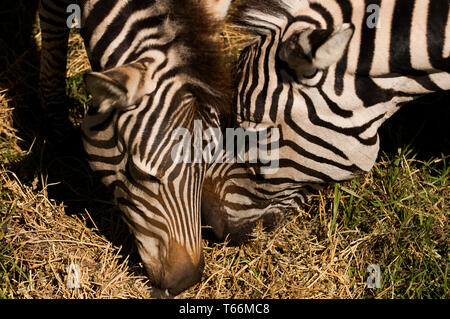 Zebra pascolo a Taronga Western Plains Zoo, Dubbo, Nuovo Galles del Sud, Australia Foto Stock