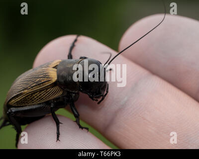 Cricket sulla mano umana Foto Stock