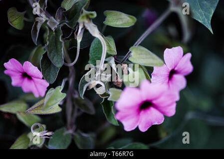 Pflanzen, Blüten, Schwarzäugige Susanne Foto Stock
