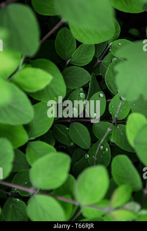 Decorativo pianta di salvia con belle di gocce di acqua sulle foglie Foto Stock