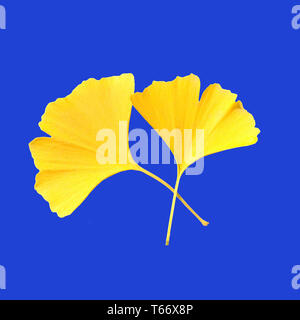 Ginkgo biloba Foto Stock